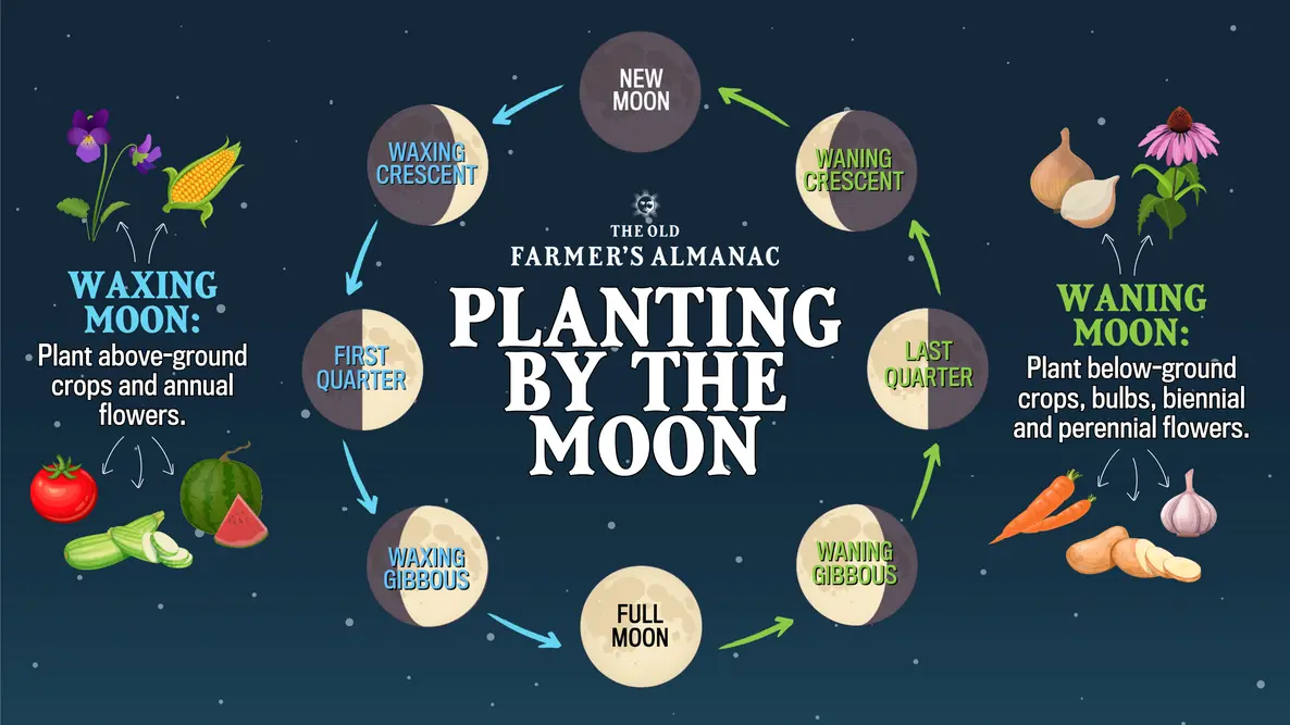 Moon-phase planting chart from The Old Farmer’s Almanac showing best dates for vegetables